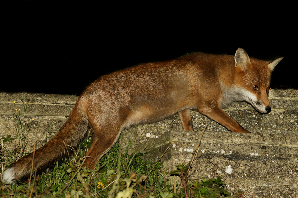 0809160809162738.jpg - Fox on garden steps