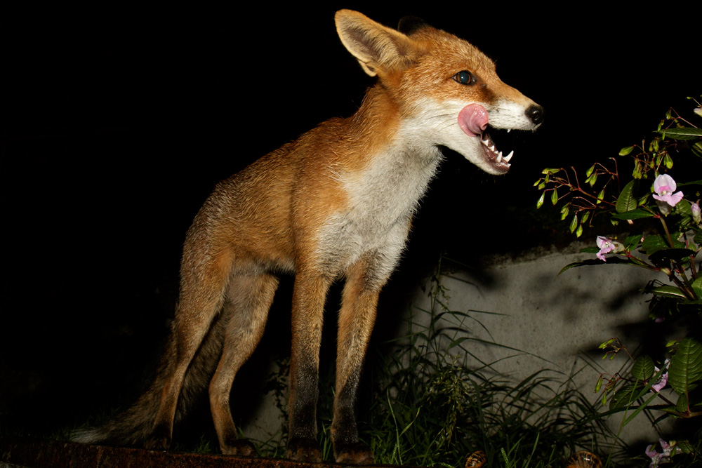 0809170709176119.jpg - Pretty Vixen at night