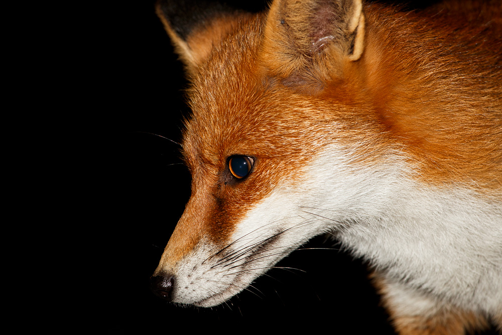 0810180810185885.jpg - Portrait of Pretty Vixen at night