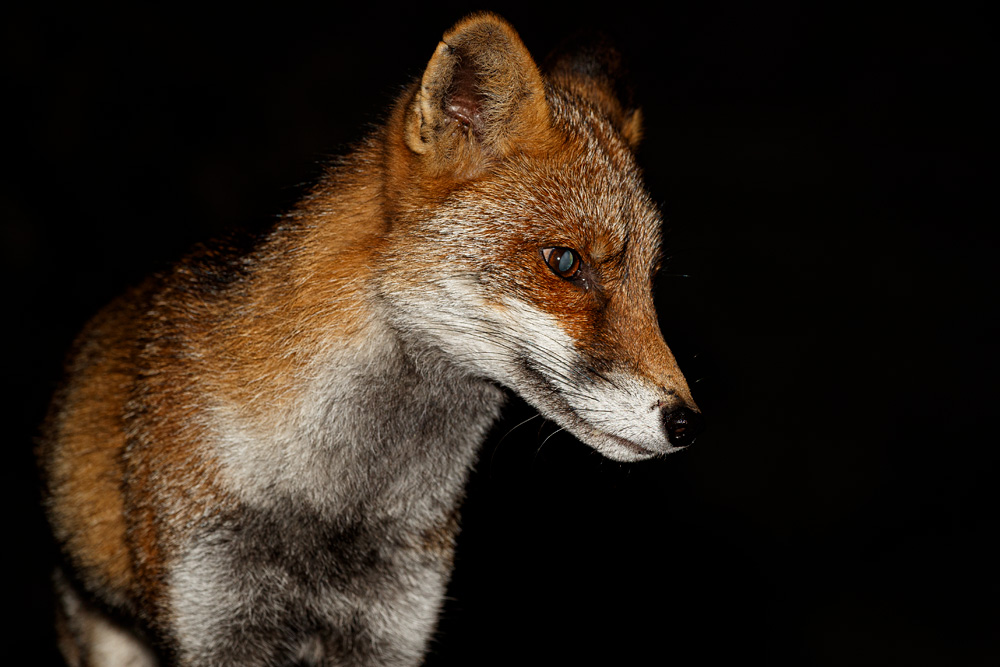 0810190910190424.jpg - Portrait of Wolfy