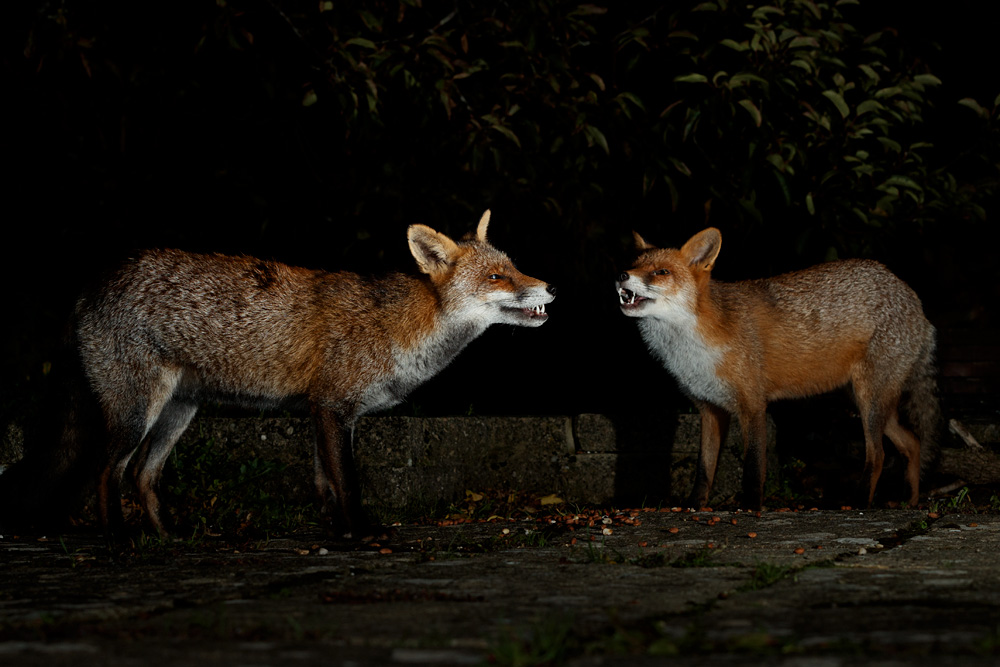 0810200810207987.jpg - Wolfy and Longtail