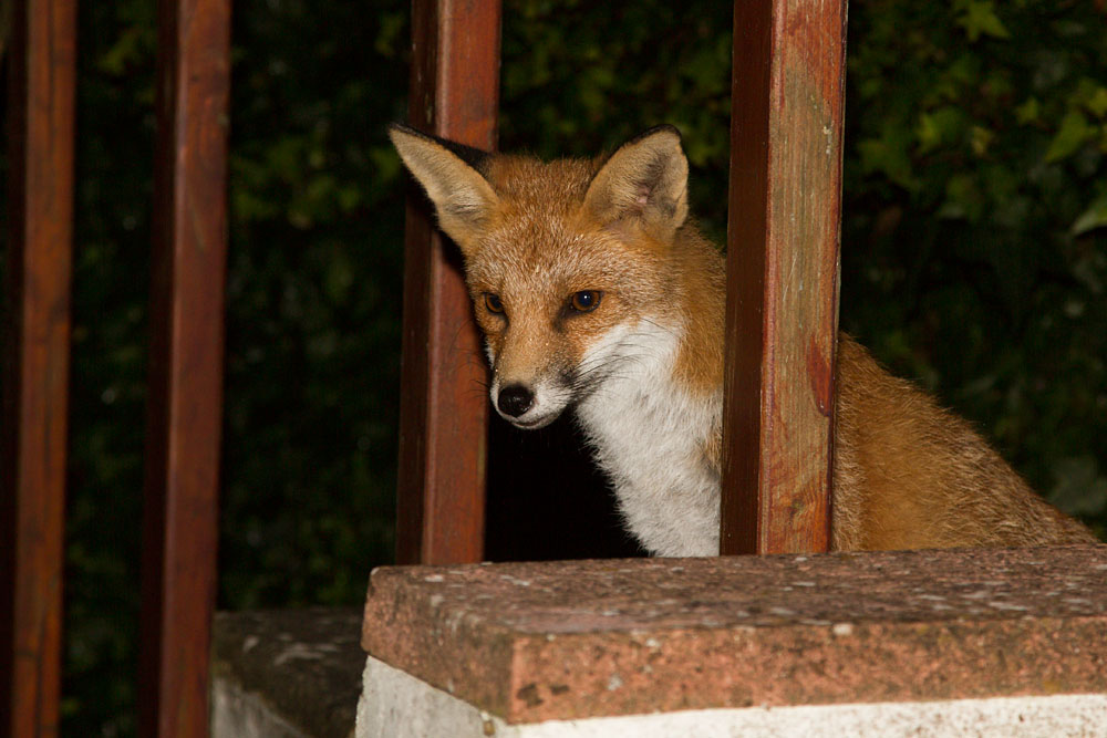 0811130711135929.jpg - Young fox