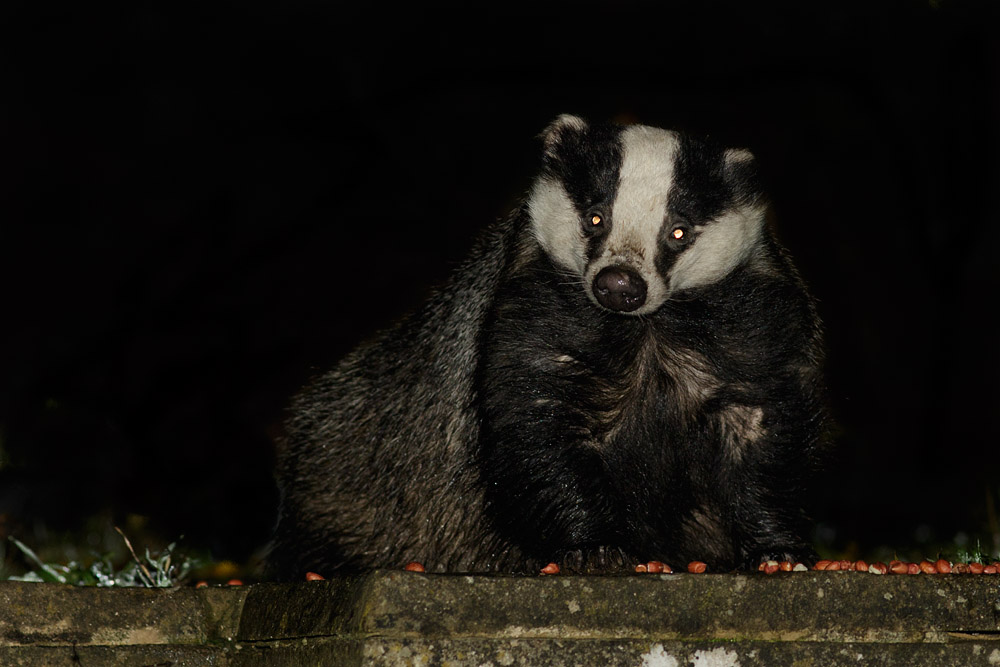 0811150111153650.jpg - Badger in garden