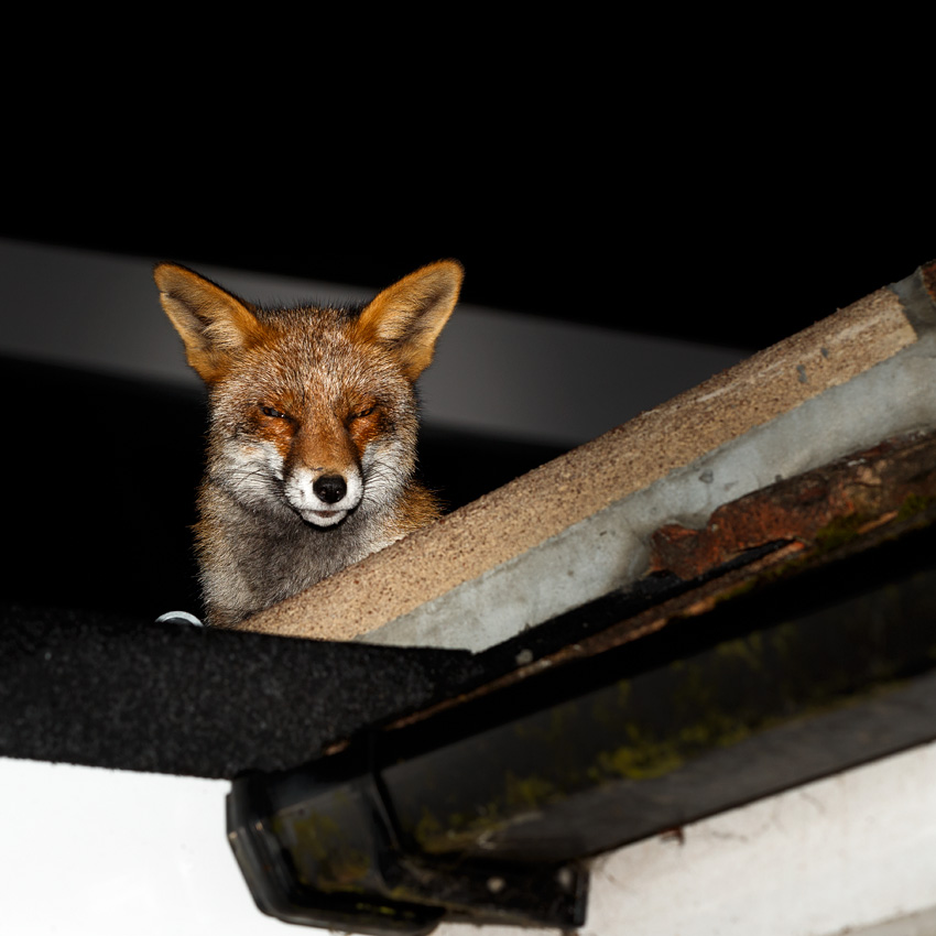 0811190811191876.jpg - Wolfy relaxing on the roof