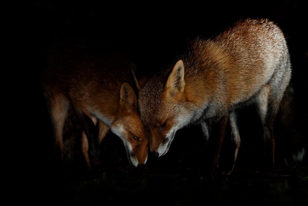 0811200811209551.jpg - Wolfy with Longtail