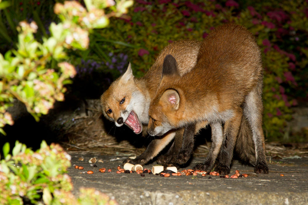 0812121806124190.jpg - Two three-month old fox cubs argue over food left out in a suburban garden.