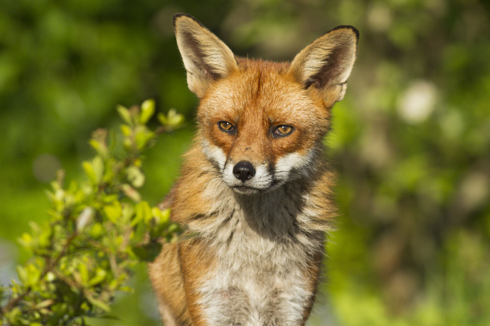 0901130705124768.jpg - Fox (Vulpes vulpes) standing facing camera in a suburban garden.