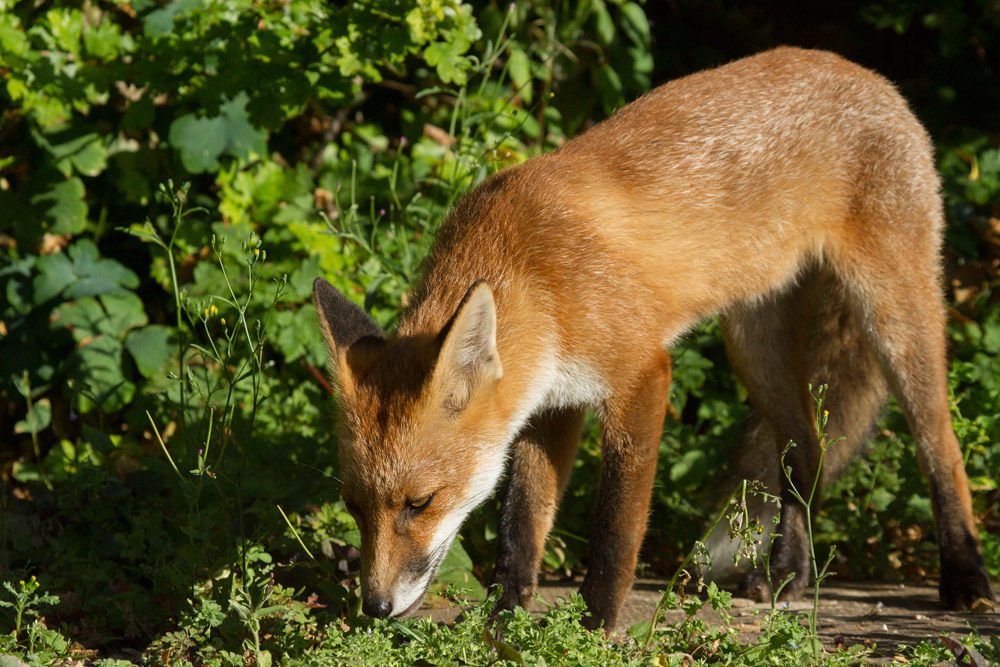 0901162407133443.jpg - Young fox in sunshine