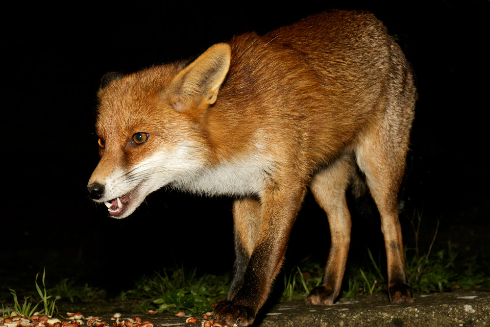 0901180701183208.jpg - Pretty Vixen in the garden
