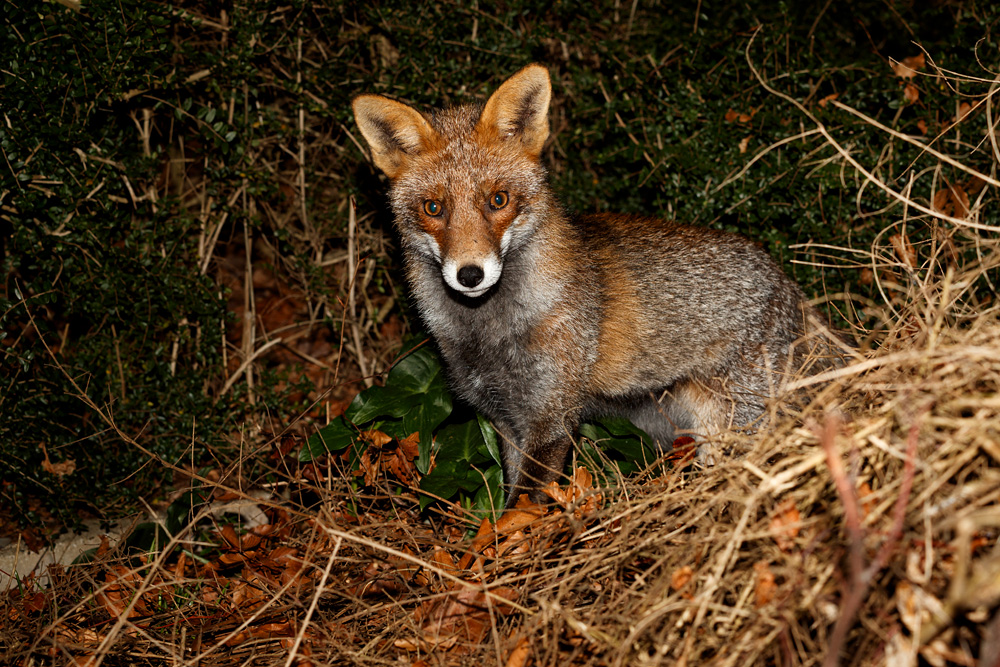 0901190801196533.jpg - Wolfy at night
