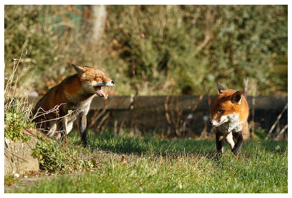 0901240901242143.jpg - Two foxes in sunshine (Lopa and Stripe)