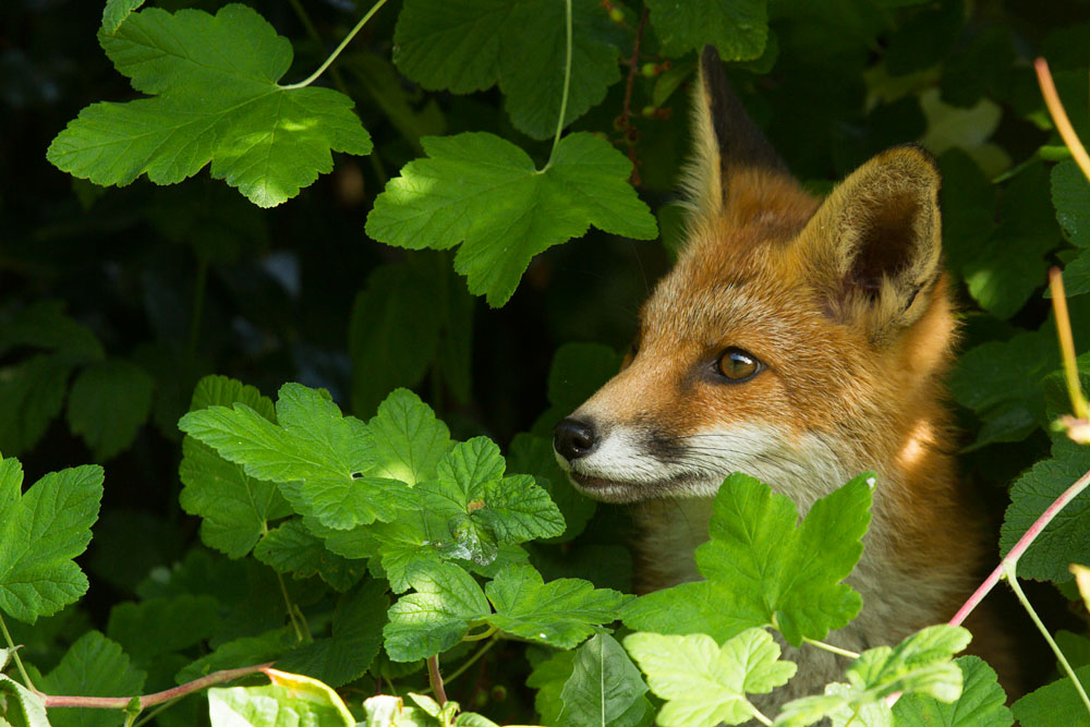 0903151207130640.jpg - Fox cub peeping through shrubbery