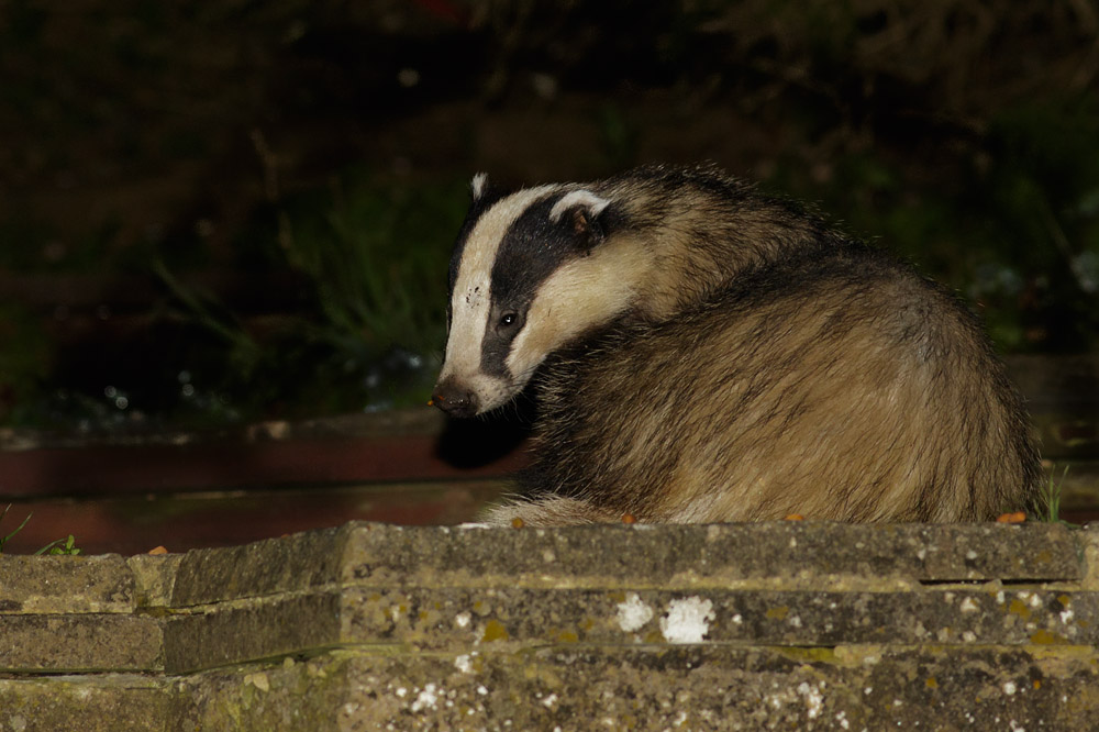 0904150804150156.jpg - Badger in garden