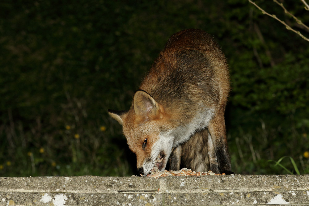 0904170804176198.jpg - Fox gathering food in garden for nearby cubs