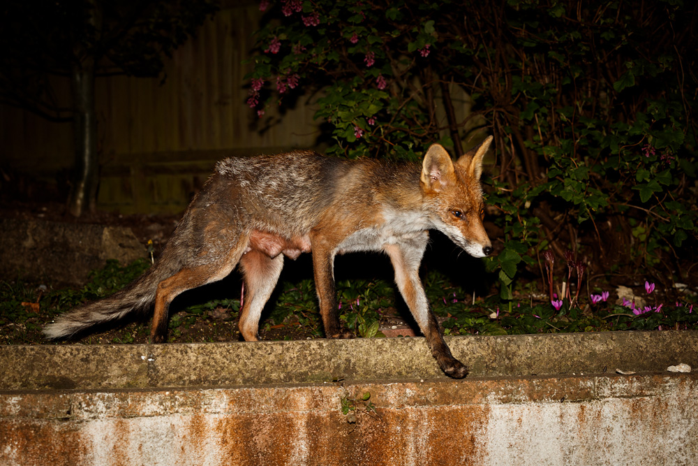 0904190904191415.jpg - Wolfy (vixen) at night
