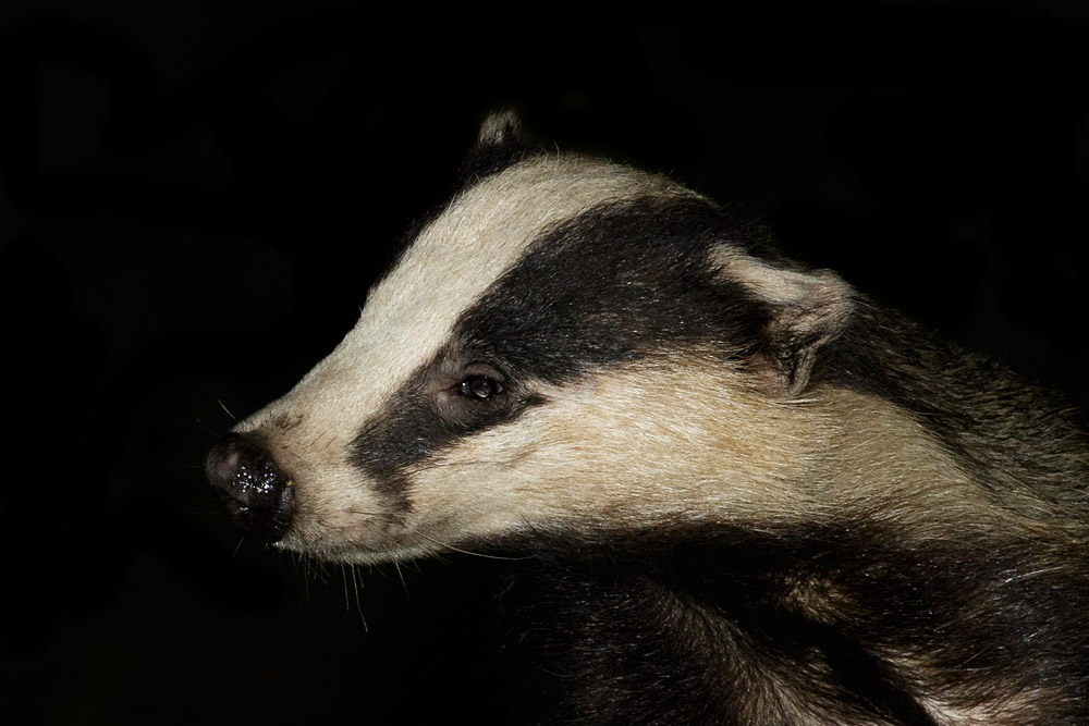 0905150705152444.jpg - Badger in garden (#2)