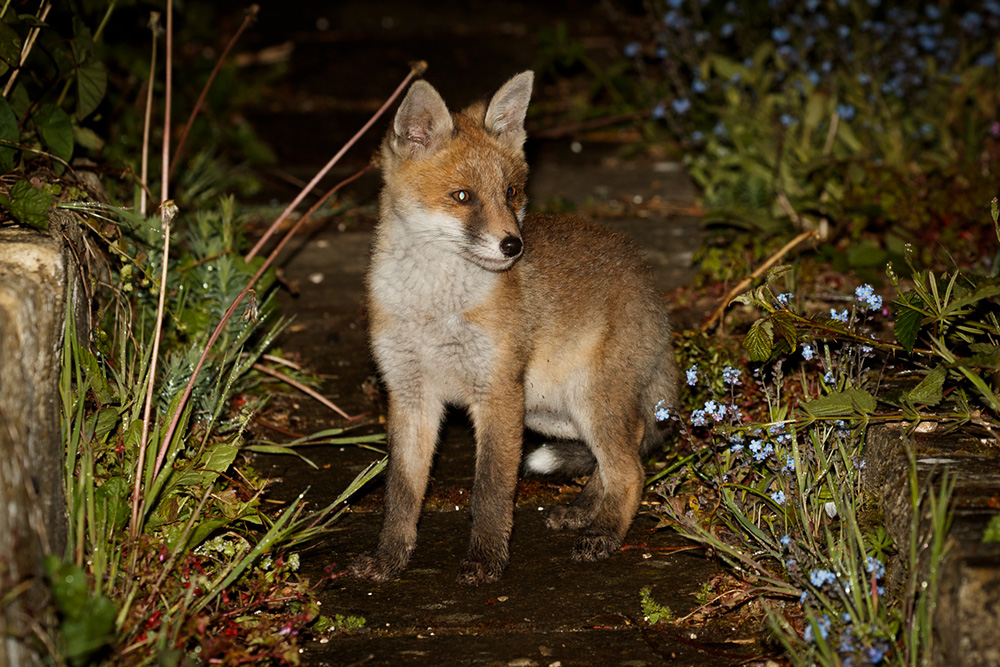 0905190905194561.jpg - Fox cub