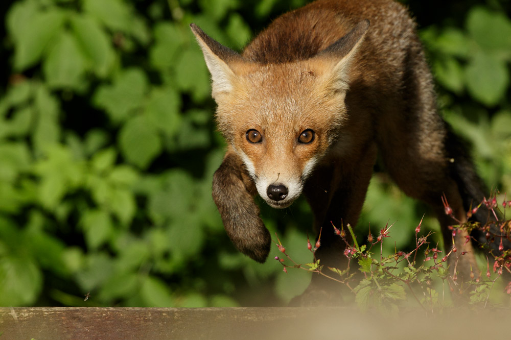 0906170906177329.jpg - Fox cub in early evening sunshine