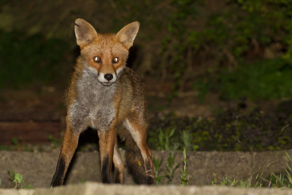 0907141506145333.jpg - Fox with nicked ear in garden