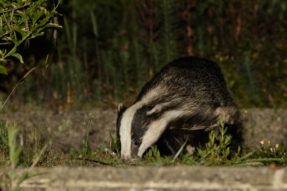 0907152806153112.jpg - Badger on patio