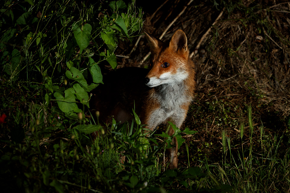 0907210807214191.jpg - Stumpy the vixen