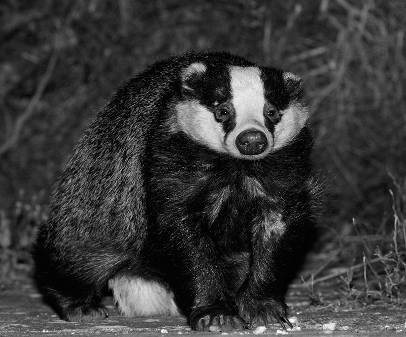 0908150708153090-2.jpg - Badger in garden
