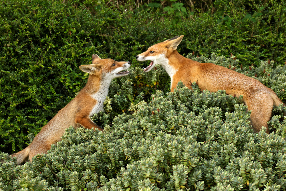 0908170708177678.jpg - Fox cubs playing in a Hebe shrub