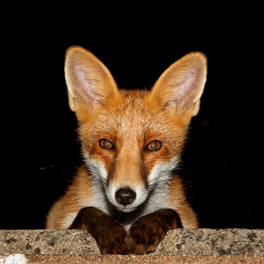 0908180808186038.jpg - Young fox lounging against a low wall in a suburban garden just outside Brighton.