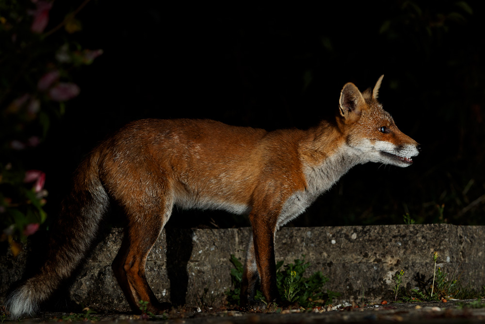 0908200908201763.jpg - Wolfy the vixen