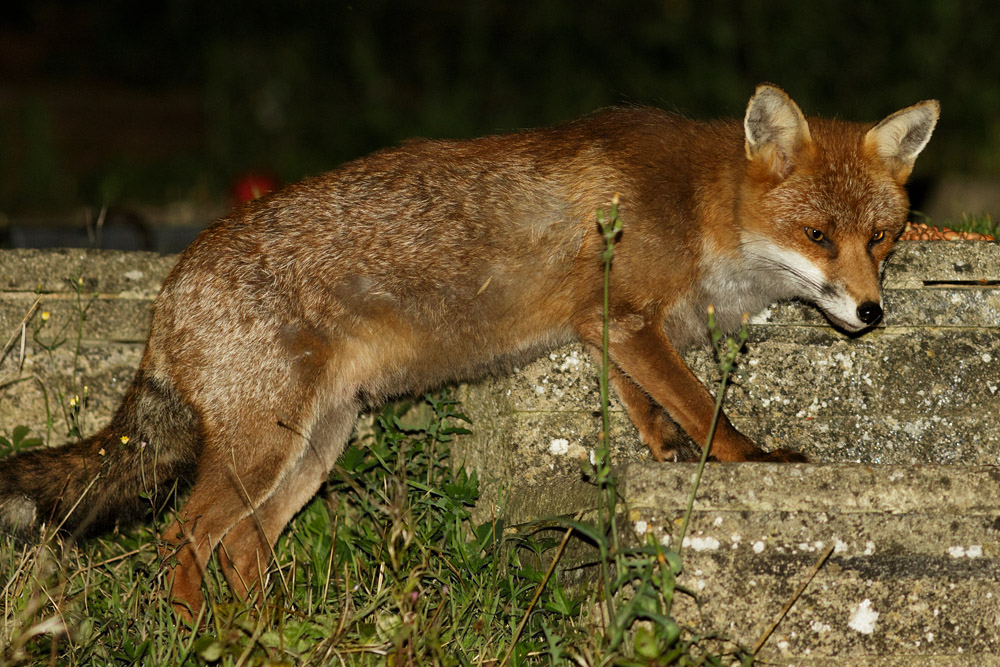 0909160709162670.jpg - Fox in garden