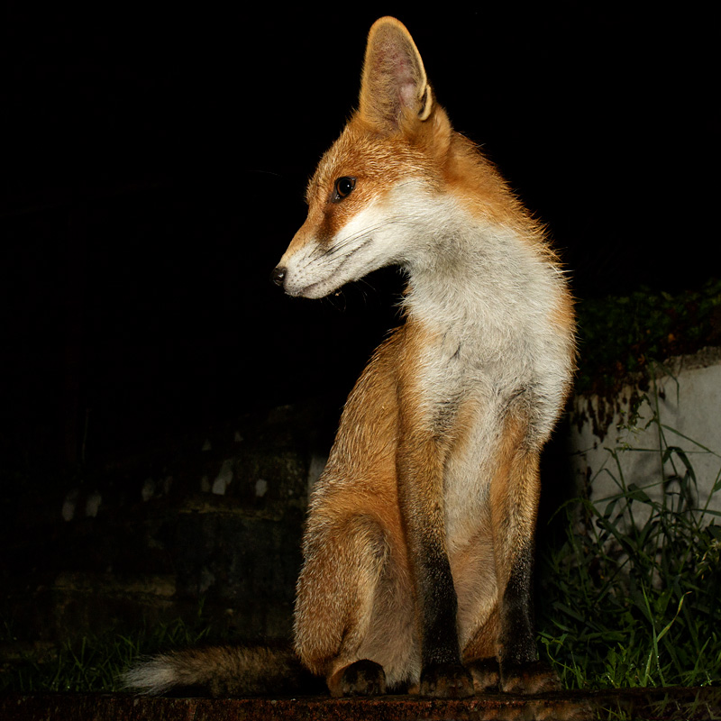0909170709176122.jpg - Pretty Vixen at night