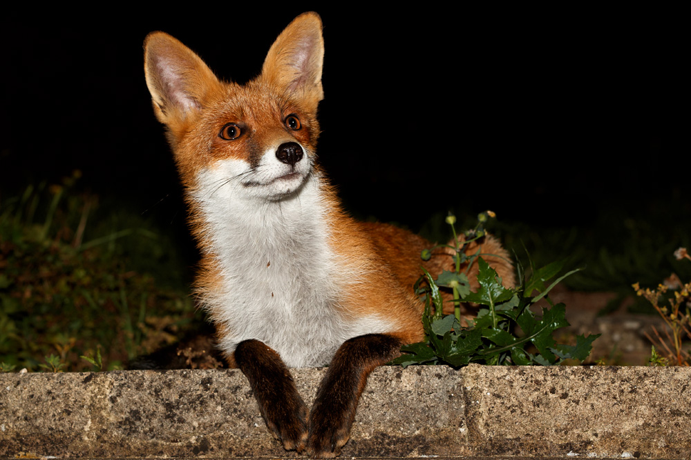 0909180909185541.jpg - Portrait of Long Nose, the young male fox at around 6 months old