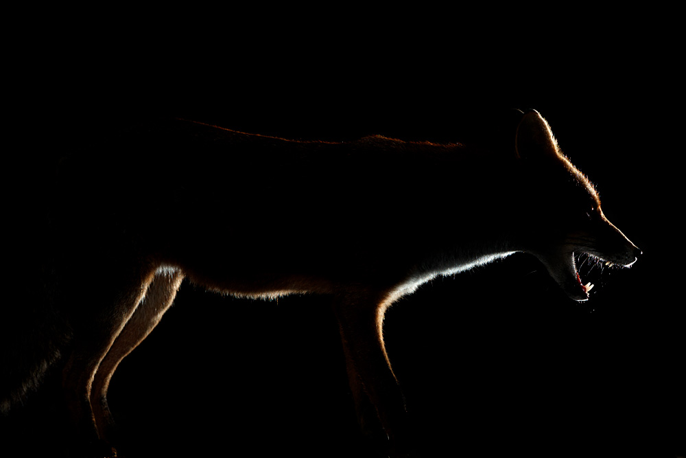 0909200909204674.jpg - Backlit portrait of Longtail