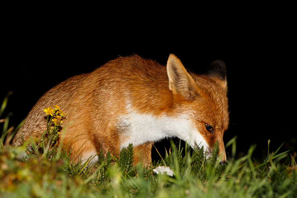 0910180810185868.jpg - Portrait of Pretty Vixen at night