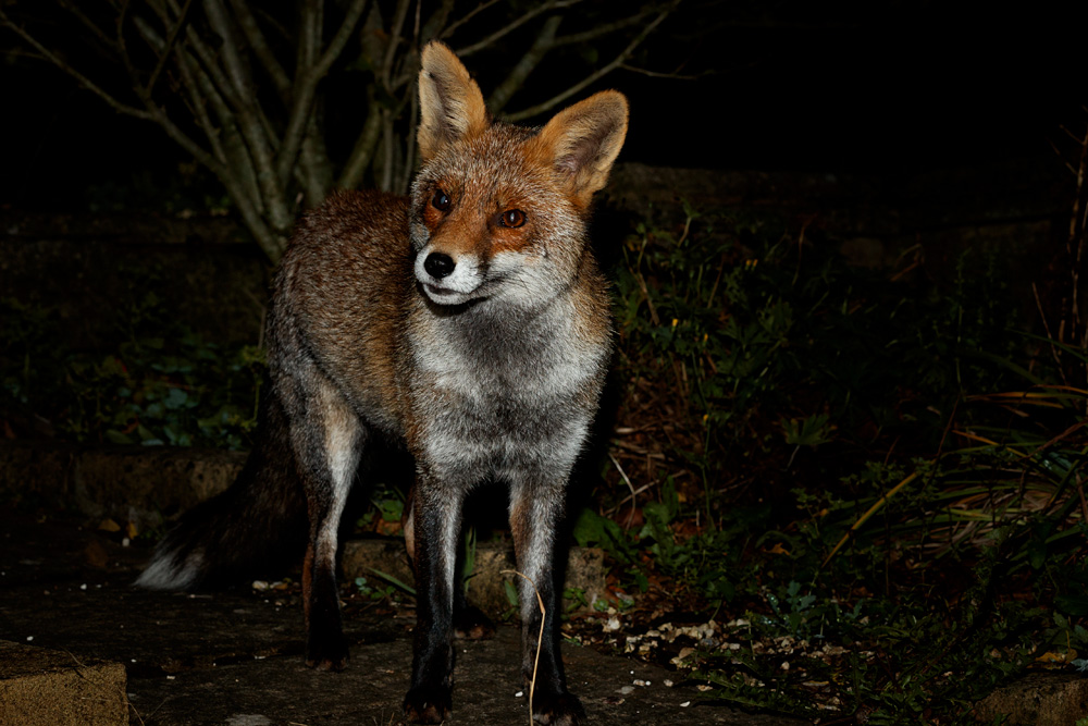 0910200710207899.jpg - Wolfy at night