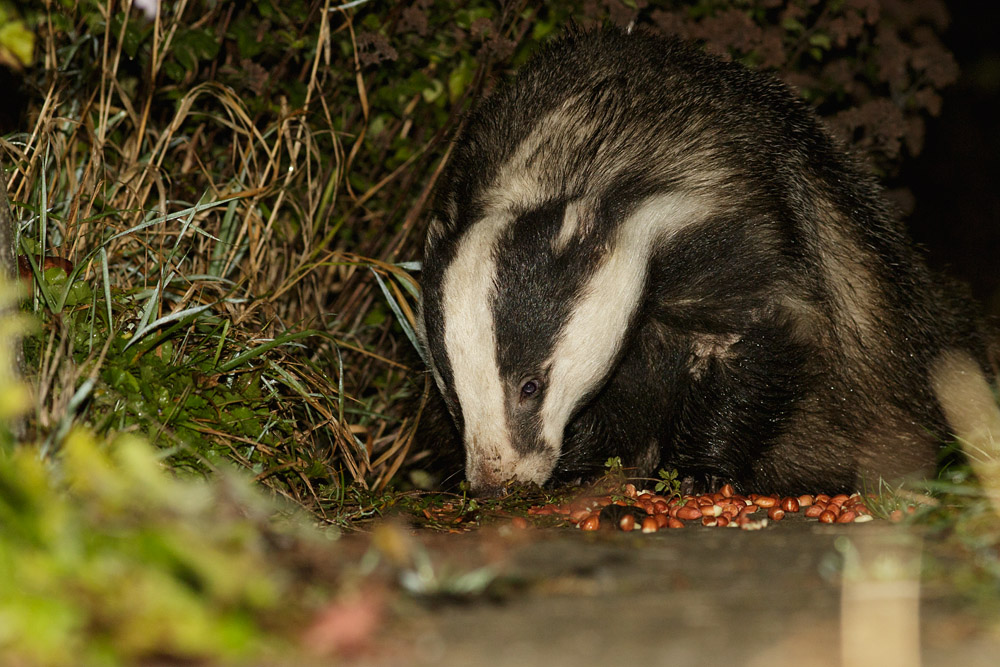 0911150111153709.jpg - Badger in garden