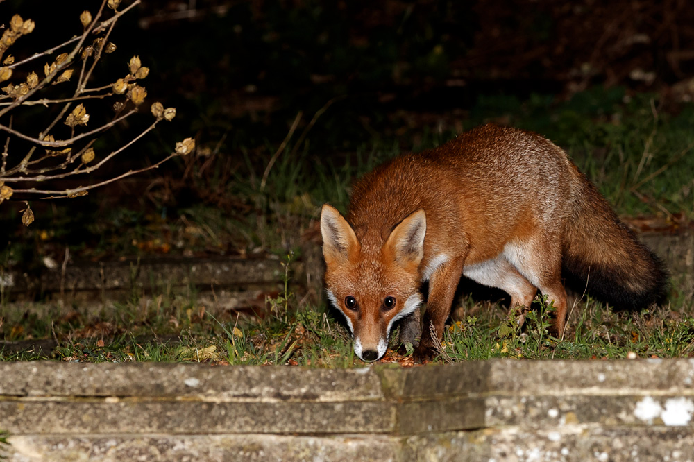 0911180911188682.jpg - Unidentified shy fox
