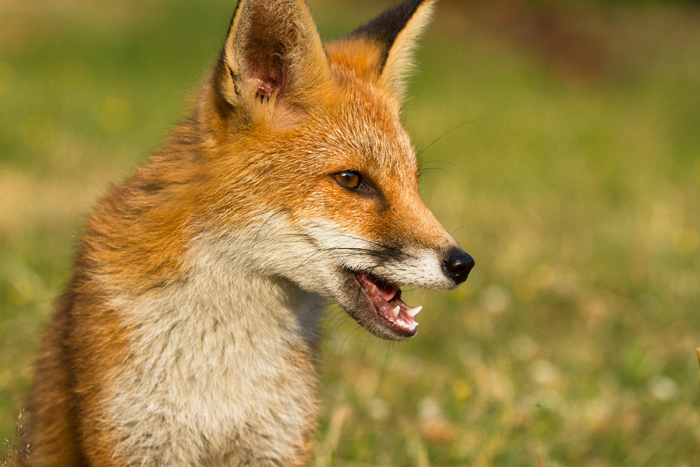 0912151707132062.jpg - Young fox portrait