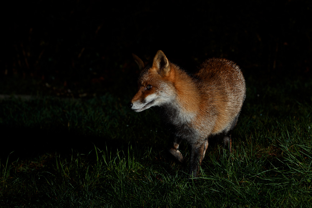 0912200812201398.jpg - Wolfy on the lawn