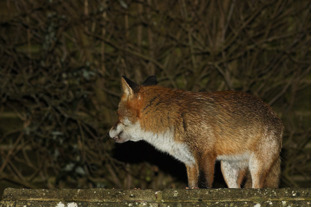1001170901171305.jpg - Fox with nicked ear