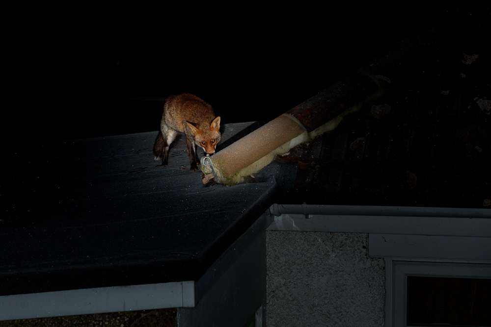 1001211001212758.jpg - Wolfy around the garden