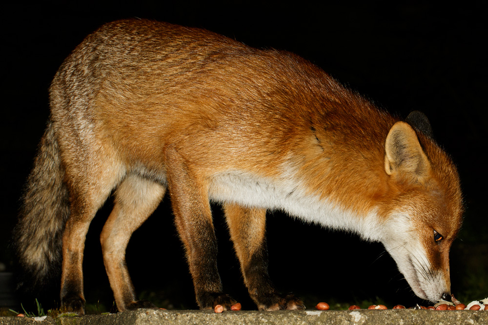 1002180902185813.jpg - Pretty Vixen eating peanuts