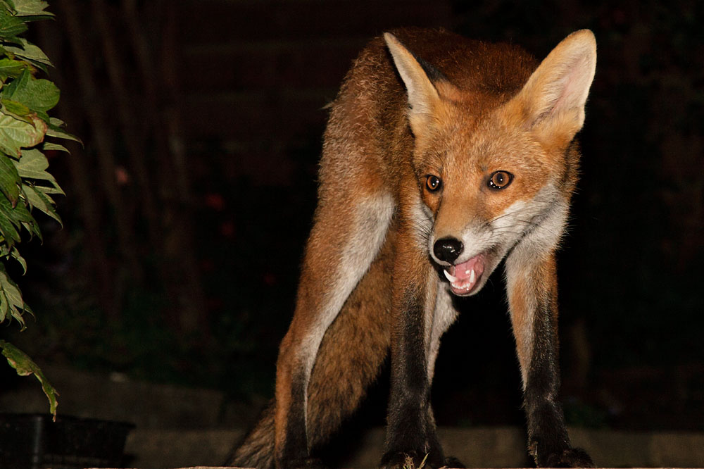 1003130408072709.jpg - Young fox (Vulpes vulpes) standing in a garden.
