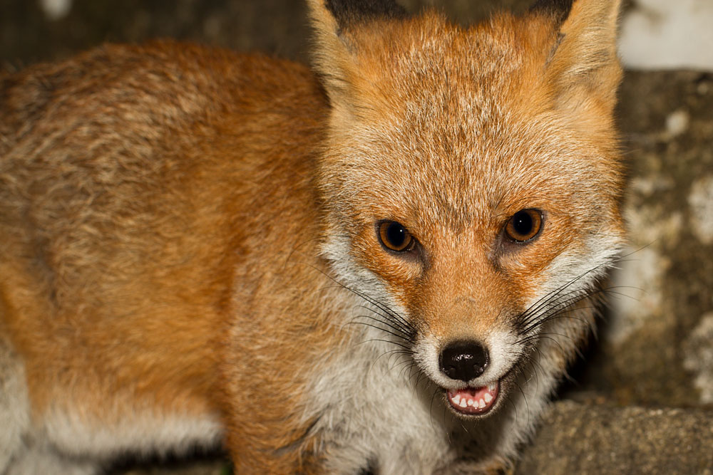 1003140903145026.jpg - Fox in garden