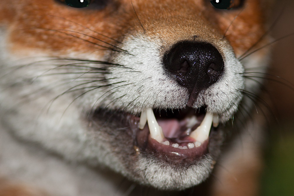 1003162708091963.jpg - Fox portrait