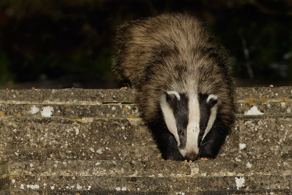 1004150804150164.jpg - Badger in garden