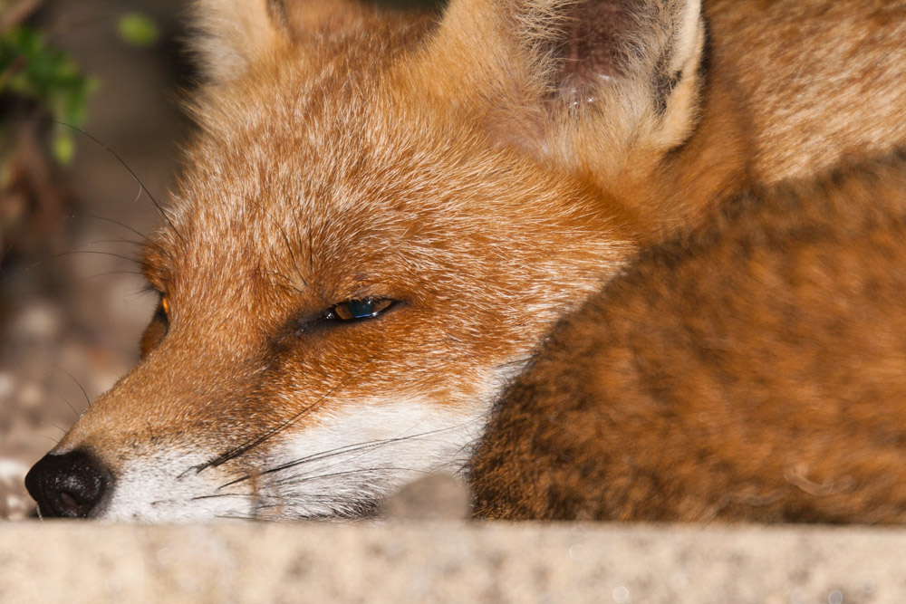 1004162109091442.jpg - Sleepy Fox