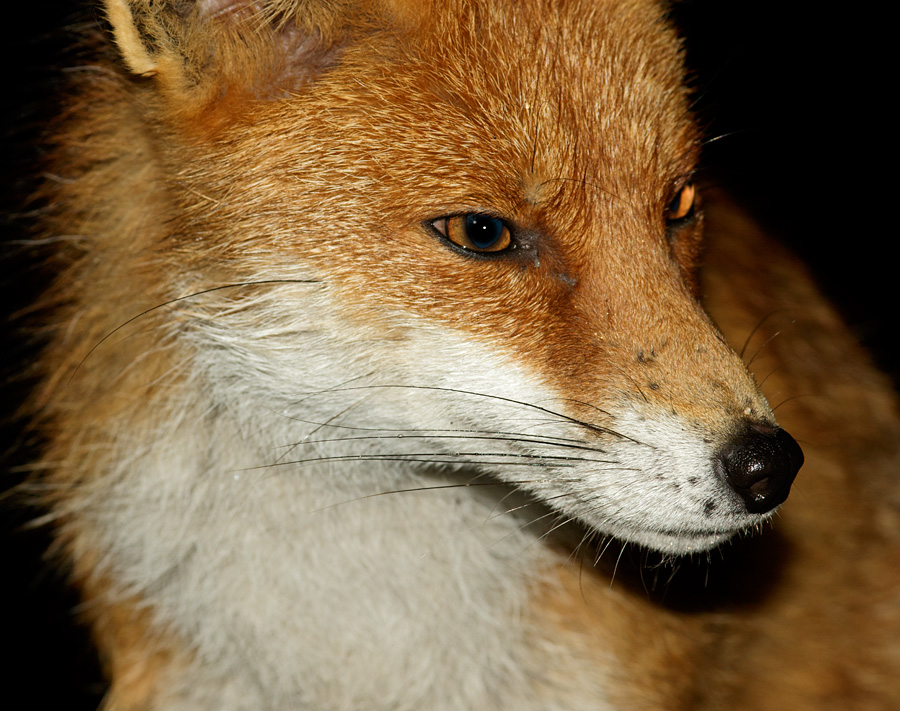 1004181004181416.jpg - Pretty Vixen in the garden