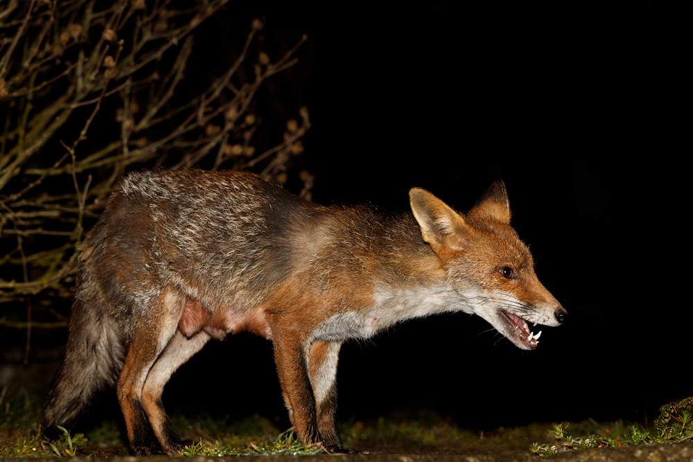 1004191004191475.jpg - Wolfy (vixen) at night