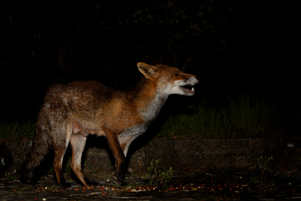 1004201004204060.jpg - Wolfy at night (with injured front right leg)